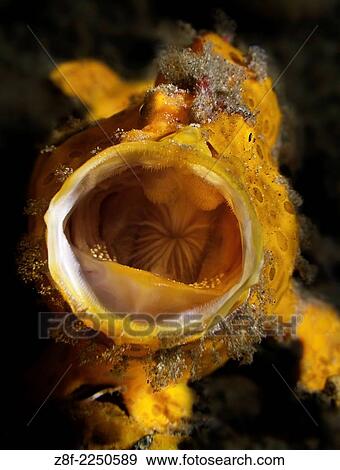 Hariy Frogfish Yawn, Ambon, Indonesia. View Large Photo Image Stock Photo - Hariy Frogfish Yawn, Ambon, Indonesia.. Fotosearch