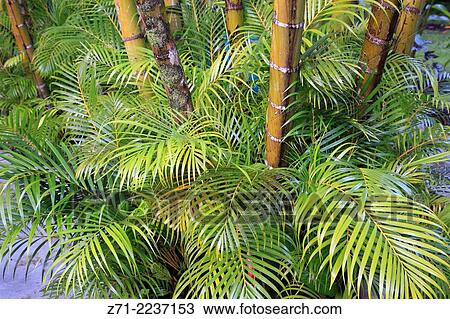 Hawaii, Big Island, Hilo, garden, bamboo,. View Large Photo Image Stock Image - Hawaii, Big Island, Hilo, garden, bamboo,.. Fotosearch