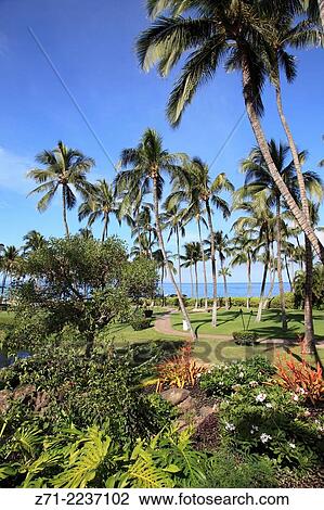 Hawaii, Maui, Wailea, beach, park, garden,. View Large Photo Image Stock Image - Hawaii, Maui, Wailea, beach, park, garden,.. Fotosearch