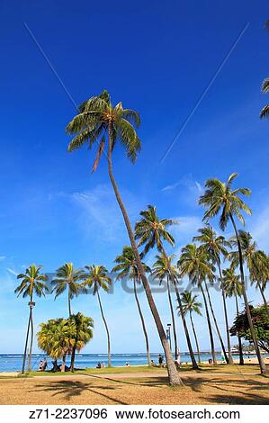 Hawaii, Oahu, Waikiki, beach, palms, people,. View Large Photo Image Stock Photograph - Hawaii, Oahu, Waikiki, beach, palms, people,.. Fotosearch