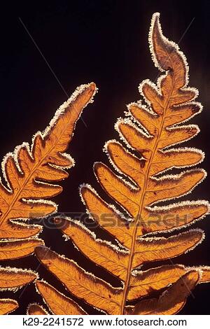 Stock Image - Hay scented Fern (Dennstaedtia punctilobula) Autumn colony, Greater Sudbury, Ontario, Canada.. Fotosearch