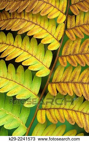 Hay scented Fern (Dennstaedtia punctilobula) Autumn colony, Greater Sudbury, Ontario, Canada. View Large Photo Image Stock Image - Hay scented Fern (Dennstaedtia punctilobula) Autumn colony, Greater Sudbury, Ontario, Canada.. Fotosearch