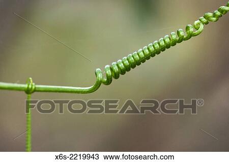 Helicoid climbing plant, Barcelona, Spain. View Large Photo Image Stock Image - Helicoid climbing plant, Barcelona, Spain.. Fotosearch