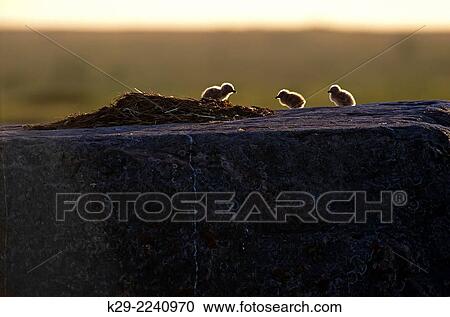 Herring gull (Larus argentatus) Newborn chicks, Churchill, Manitoba, Canada. View Large Photo Image Stock Image - Herring gull (Larus argentatus) Newborn chicks, Churchill, Manitoba, Canada.. Fotosearch
