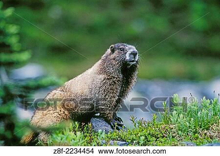 Hoary Marmot (Marmata caligata). Mount Rainier National Park, Washington.. View Large Photo Image Picture - Hoary Marmot (Marmata caligata). Mount Rainier National Park, Washington... Fotosearch