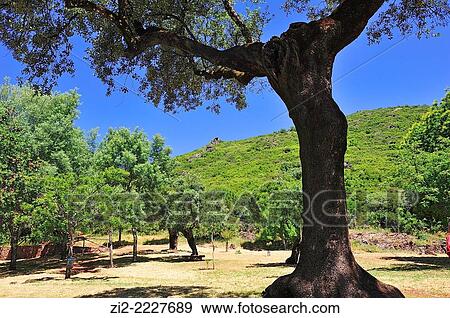 Holm oaks and cork trees, Sierra de Aracena Natural Park. Huelva province, Spain View Large Photo Image Stock Photo - Holm oaks and cork trees, Sierra de Aracena Natural Park. Huelva province, Spain. Fotosearch