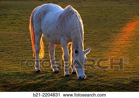 Horse in a meadow, Dordogne, Aquitaine, France View Large Photo Image Stock Image - Horse in a meadow, Dordogne, Aquitaine, France. Fotosearch