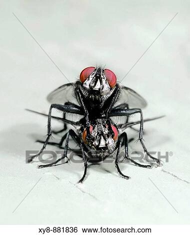 Stock Photograph - House Flies mating. Fotosearch
