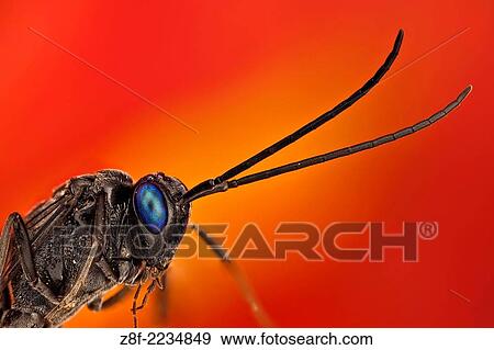 Household cockroaches are parasitized by this ensing wasp, it is an important biological control. Easy recogniced by it particular body shape and beautiful deep blue eyes. View Large Photo Image Stock Photo - Household cockroaches are parasitized by this ensing wasp, it is an important biological control. Easy recogniced by it particular body shape and beautiful deep blue eyes.. Fotosearch