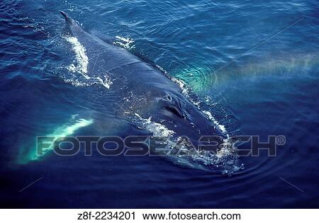 Stock Image - Humpback whale. Megaptera novaeangliae. Resting (logging). Stellwagen Bank, Gulf of Maine, Atlantic Ocean.. Fotosearch