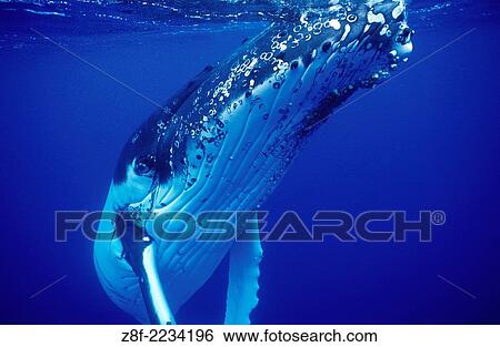 Humpback whale. Megaptera novaeangliae. Location: Vava´u, Kingdom of Tonga, South Pacific. View Large Photo Image Stock Photograph - Humpback whale. Megaptera novaeangliae. Location: Vava´u, Kingdom of Tonga, South Pacific.. Fotosearch