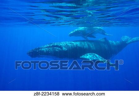 Humpback whale: mother and calf. Megaptera novaeangliae. Vava´u, Tonga, South Pacific. View Large Photo Image Stock Photo - Humpback whale: mother and calf. Megaptera novaeangliae. Vava´u, Tonga, South Pacific.. Fotosearch