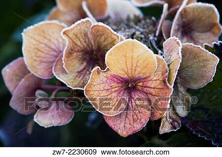 Hydrangea flower head with frost. View Large Photo Image Stock Photo - Hydrangea flower head with frost.. Fotosearch