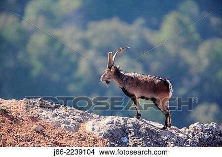 Picture - ibex (Capra pyrenaica), male. Natural Park Els Ports, Horta de San Joan. Tarragona.. Fotosearch