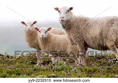 Icelandic Sheep - Iceland. View Large Photo Image Stock Photography - Icelandic Sheep - Iceland.. Fotosearch