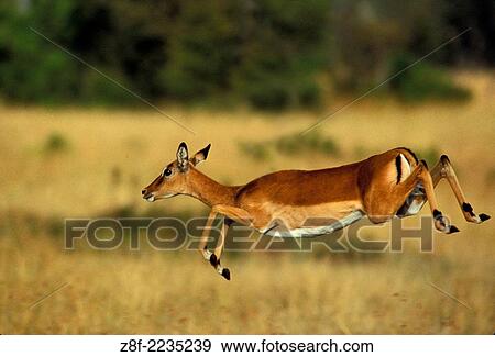 Impala - Masai Mara - Kenya. View Large Photo Image Stock Photo - Impala - Masai Mara - Kenya.. Fotosearch