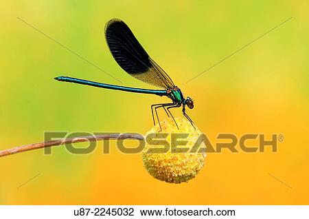 Stock Image - Italy, Lombardy, Banded Demoiselle, Calopteryx Splendens.. Fotosearch