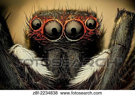 Jumping spider; their superior eyesight helps it track victims; then the jump n them giving the insects little or no time to react. View Large Photo Image Stock Photo - Jumping spider; their superior eyesight helps it track victims; then the jump n them giving the insects little or no time to react.. Fotosearch