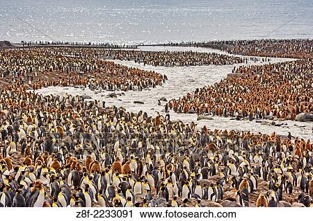 King penguin colony at St Andrew´s Bay, South Georgia Island, Antarctica. View Large Photo Image Stock Image - King penguin colony at St Andrew´s Bay, South Georgia Island, Antarctica.. Fotosearch