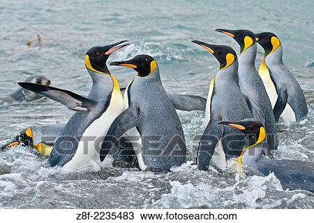 King Penguins ( Aptenodytes patagonicus ). View Large Photo Image Stock Image - King Penguins ( Aptenodytes patagonicus ).. Fotosearch