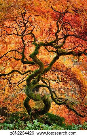 Stock Photograph - Laceleaf maple tree with fall color in the Japanese Garden at Bloedel Reserve, Bainbridge Island, Washington.. Fotosearch