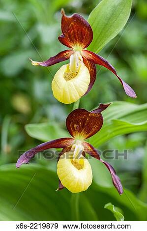 Stock Photo - Lady´s-slipper orchid - Cypripedium Calceolus -, Isere, Rhône-Alpes, France.. Fotosearch