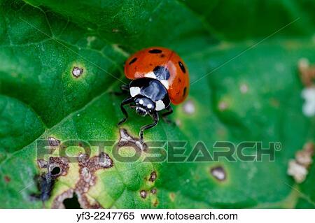 Stock Photography - Ladybird, Coccinella septempunctata. Fotosearch