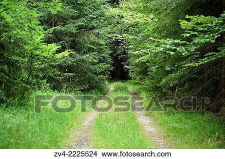 Landscape of a little road going through the forest. View Large Photo Image Picture - Landscape of a little road going through the forest.. Fotosearch