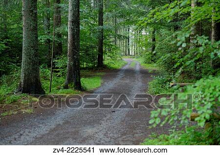 Landscape of a little road going through the forest. View Large Photo Image Stock Image - Landscape of a little road going through the forest.. Fotosearch