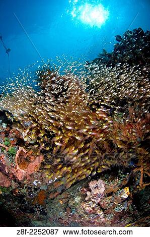 Large School glassy sweepers, Parapriacanthus ransonneti, California Dreaming, Lembeh Strait, North Sulawesi, Indonesia. View Large Photo Image Stock Photo - Large School glassy sweepers, Parapriacanthus ransonneti, California Dreaming, Lembeh Strait, North Sulawesi, Indonesia.. Fotosearch