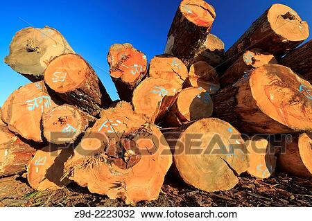 Large sized old growth logs in log sorting yard, Nanaimo, British Columbia. View Large Photo Image Stock Image - Large sized old growth logs in log sorting yard, Nanaimo, British Columbia.. Fotosearch