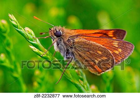 Large Skipper, Ochlodes venata, Monte dos Pozos, Vigo-Pontevedra, Galicia, Spain. View Large Photo Image Stock Photo - Large Skipper, Ochlodes venata, Monte dos Pozos, Vigo-Pontevedra, Galicia, Spain.. Fotosearch