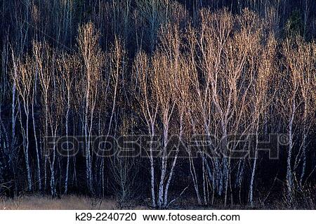 Stock Image - Late autumn white or silver birch trees, Greater Sudbury, Ontario, Canada.. Fotosearch