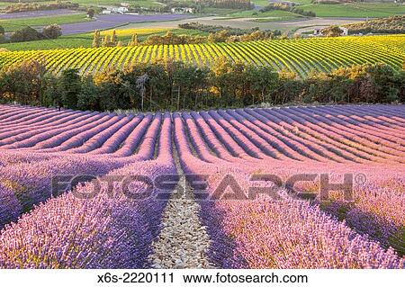Lavander fields and vineyards in the Drôme Provençale, Drôme, France. View Large Photo Image Stock Image - Lavander fields and vineyards in the Drôme Provençale, Drôme, France.. Fotosearch