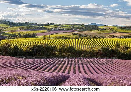 Stock Photograph - Lavander fields and vineyards in the Drôme Provençale, Drôme, France.. Fotosearch