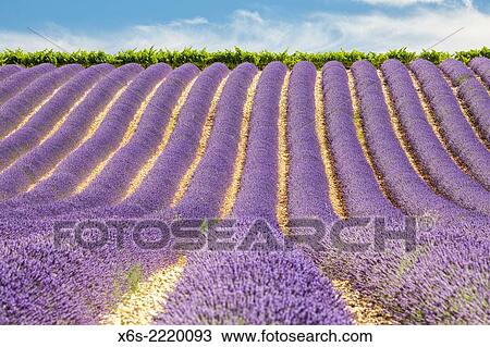 Stock Image - Lavander fields in the Drôme Provençale, Drôme, France.. Fotosearch