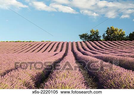 Lavander fields in the Drôme Provençale, Drôme, France. View Large Photo Image Stock Photography - Lavander fields in the Drôme Provençale, Drôme, France.. Fotosearch