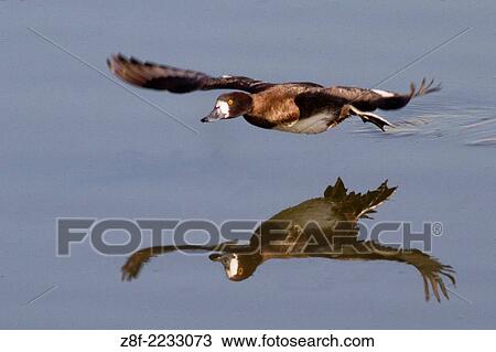 Lesser Scaup Duck female in flight with reflection. (Aytya affinis). Bolsa Chica Wetlands, California. View Large Photo Image Stock Image - Lesser Scaup Duck female in flight with reflection. (Aytya affinis). Bolsa Chica Wetlands, California.. Fotosearch