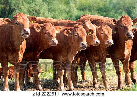 Stock Image - Limousin cattle grazing, Norfolk England UK.. Fotosearch
