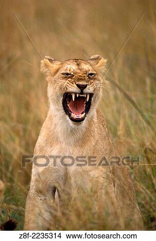 Lions (Panthera leo), Masai Mara reservation, Kenya. View Large Photo Image Picture - Lions (Panthera leo), Masai Mara reservation, Kenya.. Fotosearch