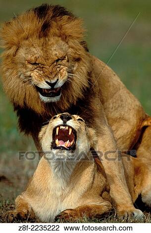 Lions (Panthera leo), Masai Mara reservation, Kenya. View Large Photo Image Stock Image - Lions (Panthera leo), Masai Mara reservation, Kenya.. Fotosearch