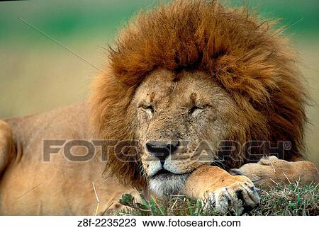 Lions (Panthera leo), Masai Mara reservation, Kenya. View Large Photo Image Stock Image - Lions (Panthera leo), Masai Mara reservation, Kenya.. Fotosearch