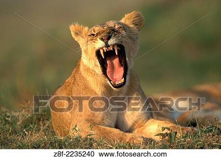 Stock Image - Lions (Panthera leo), Masai Mara reservation, Kenya.. Fotosearch