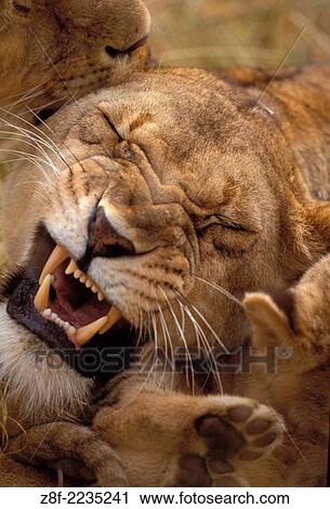 Lions (Panthera leo), Masai Mara reservation, Kenya. View Large Photo Image Stock Image - Lions (Panthera leo), Masai Mara reservation, Kenya.. Fotosearch
