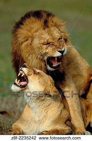 Lions (Panthera leo), Masai Mara reservation, Kenya. View Large Photo Image Stock Image - Lions (Panthera leo), Masai Mara reservation, Kenya.. Fotosearch