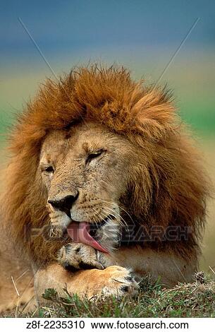 Lions (Panthera leo), Masai Mara reservation, Kenya. View Large Photo Image Stock Image - Lions (Panthera leo), Masai Mara reservation, Kenya.. Fotosearch