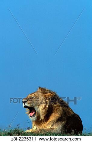 Lions (Panthera leo), Masai Mara reservation, Kenya. View Large Photo Image Stock Image - Lions (Panthera leo), Masai Mara reservation, Kenya.. Fotosearch