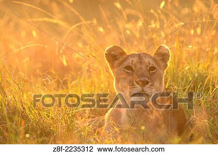 Lions (Panthera leo), Masai Mara reservation, Kenya. View Large Photo Image Stock Image - Lions (Panthera leo), Masai Mara reservation, Kenya.. Fotosearch