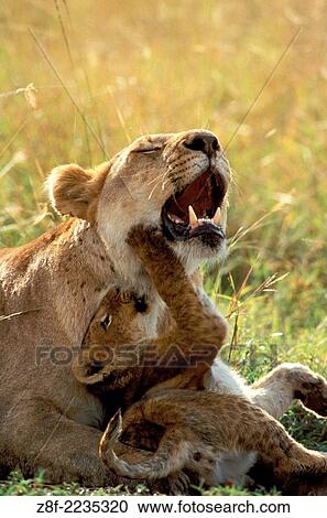 Lions (Panthera leo), Masai Mara reservation, Kenya. View Large Photo Image Stock Image - Lions (Panthera leo), Masai Mara reservation, Kenya.. Fotosearch