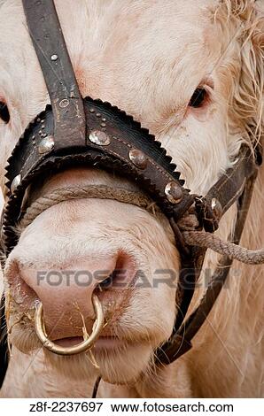 Livestock. View Large Photo Image Stock Photo - Livestock.. Fotosearch